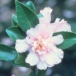 Peach Puff